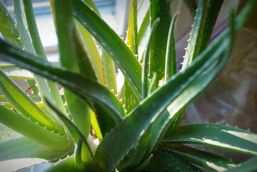 It's Not Work, It's Gardening! Aloe Vera pretty